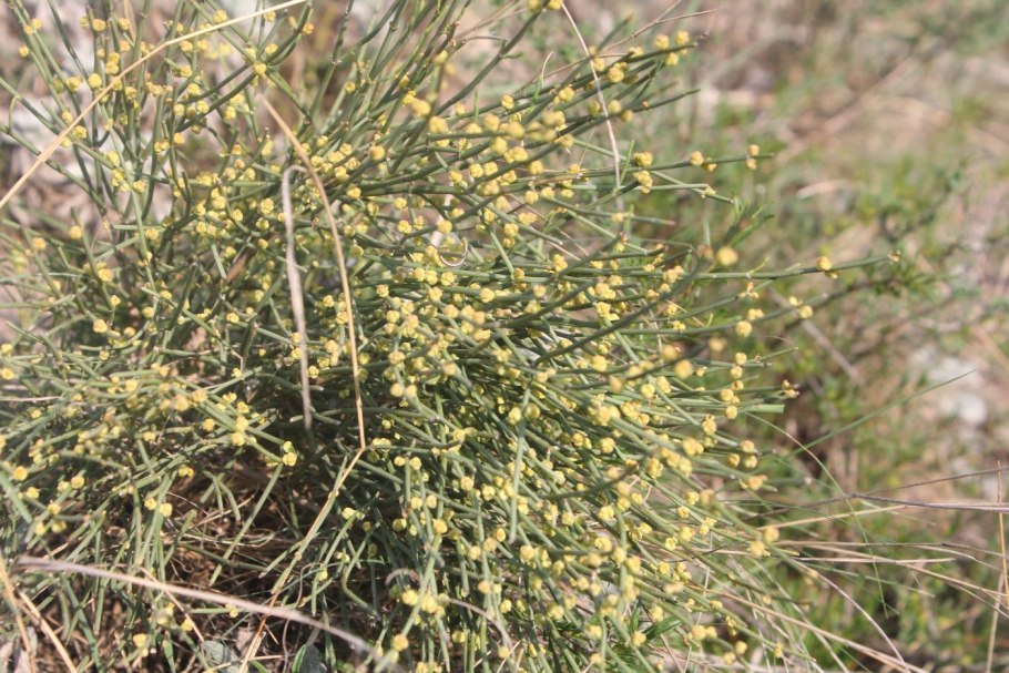Ephedra Sinica Плантариум