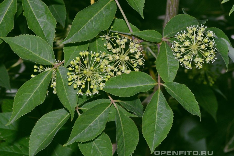 Аралия Приморье