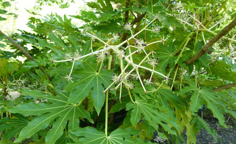 Род фатсия показать картинку