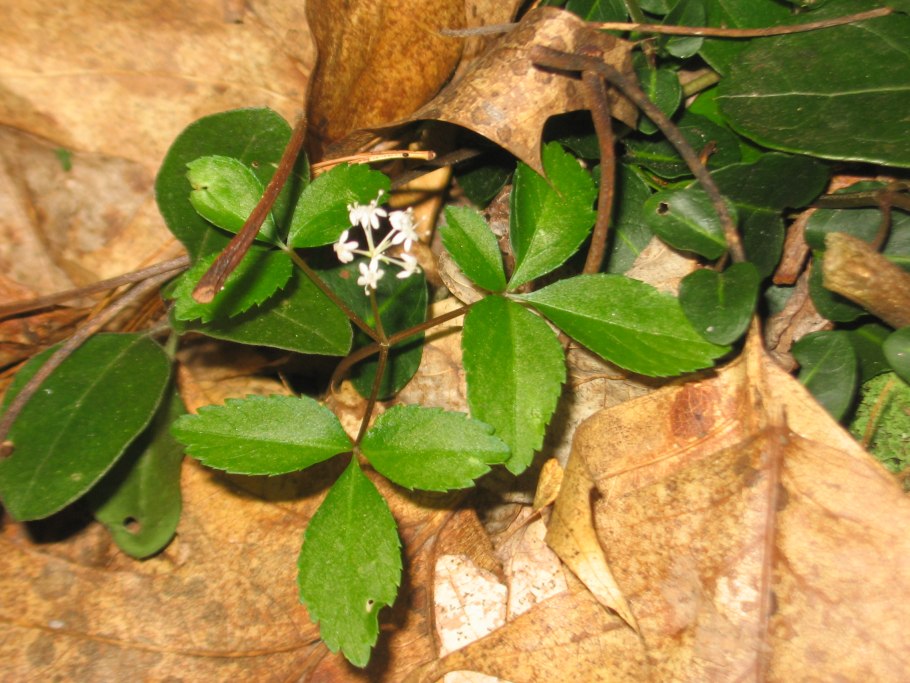 Araliaceae семейство