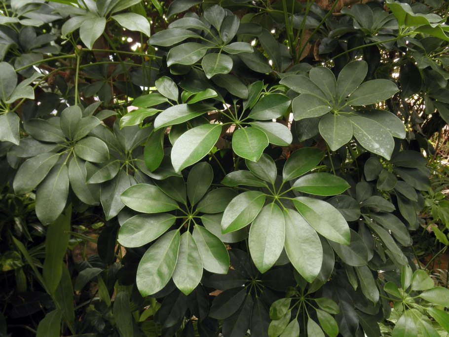 Pseudopanax crassifolius