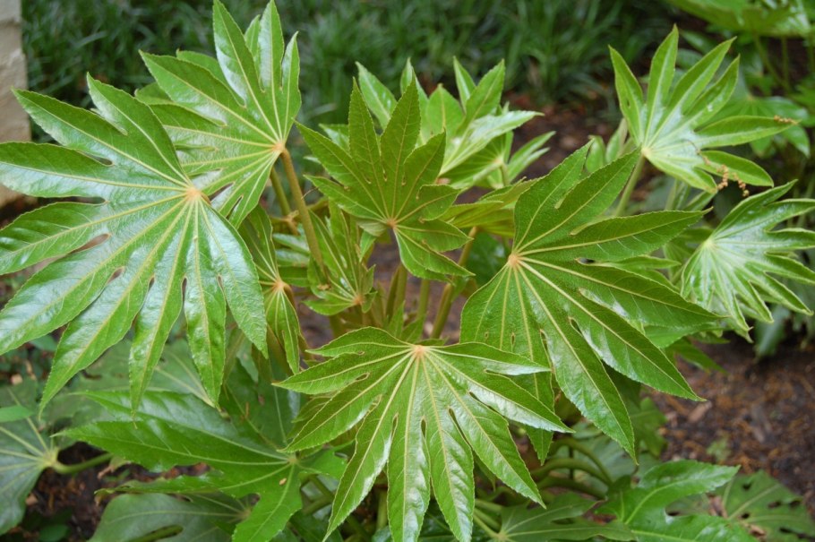 Аралия маньчжурская соцветие