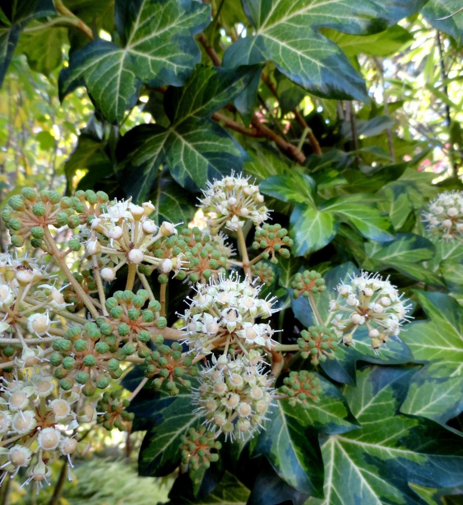 Аралия Шмидта ягоды