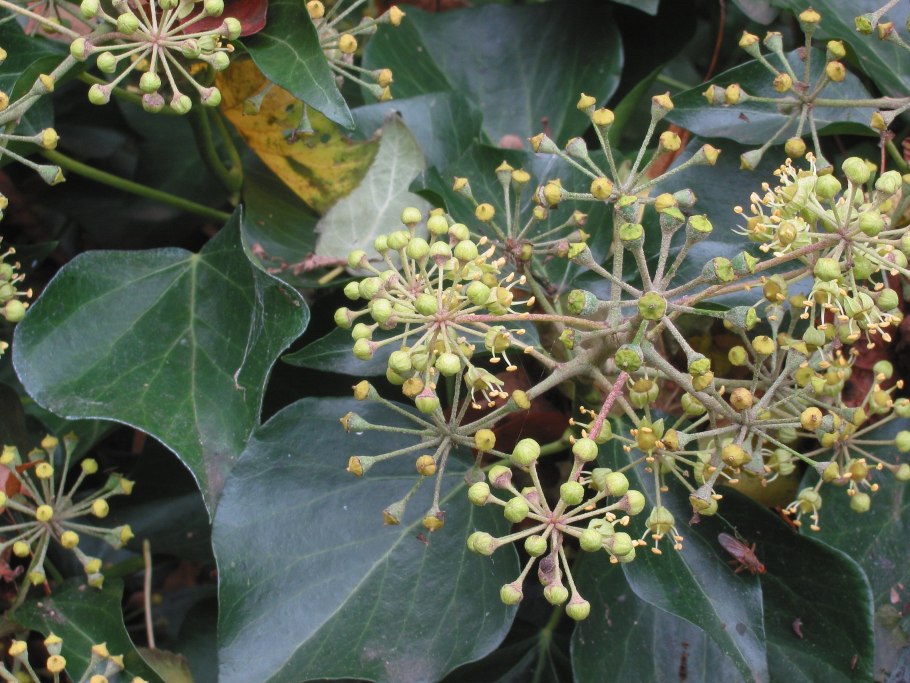 Аралия маньчжурская ягоды