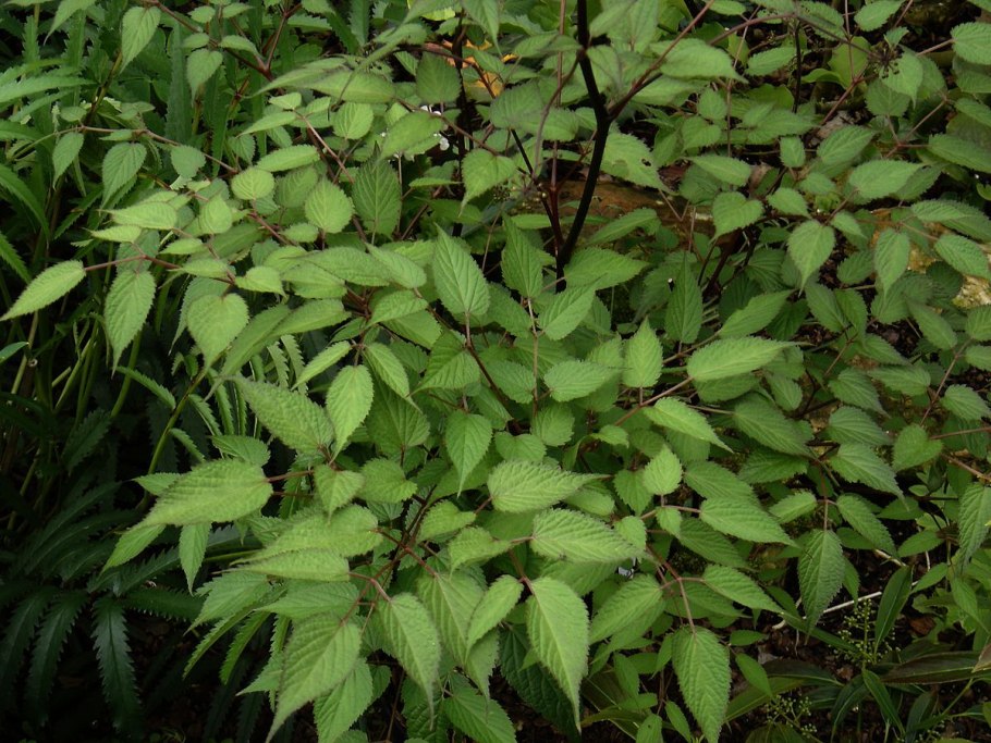 Элеутерококк Дальневосточный