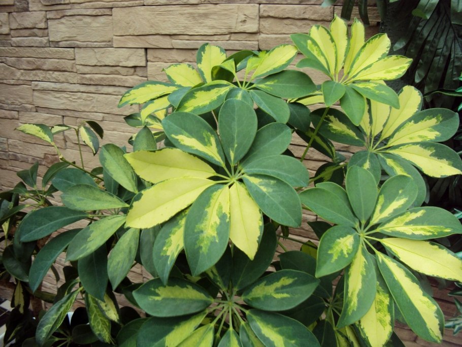 Аралиевые представители