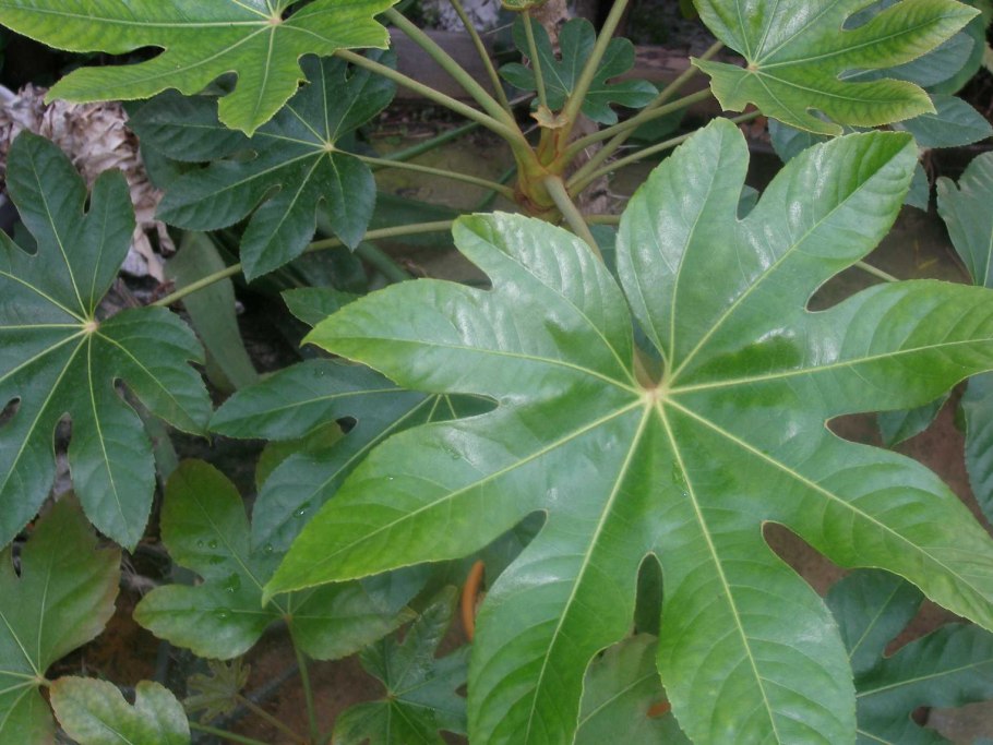 Фатсия японская Аралия цветение