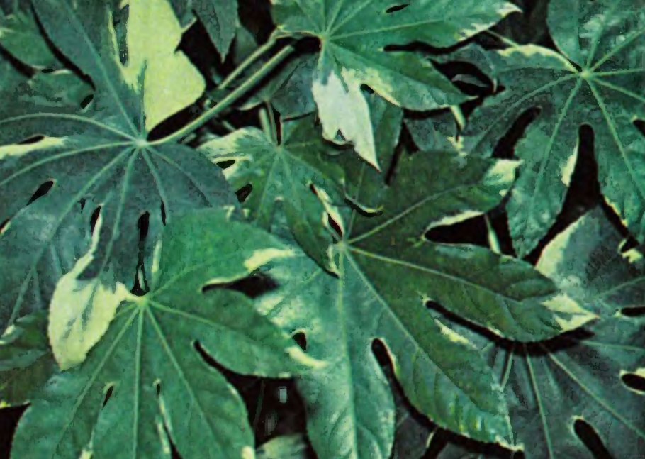 Уссурийский заповедник диморфант