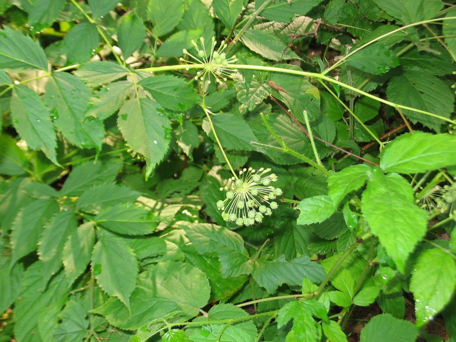 Ivy Fruits