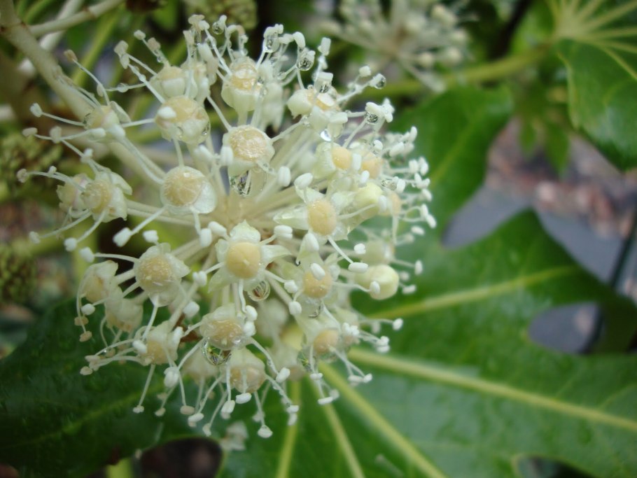 Pseudopanax chathamicus