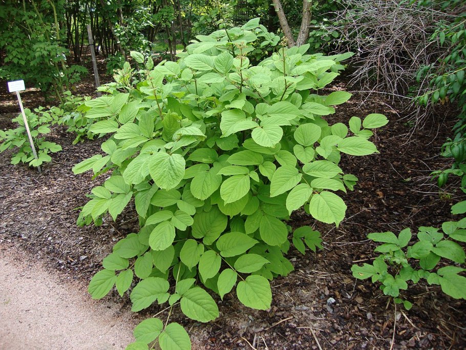 Hedera цветок Algeriensis