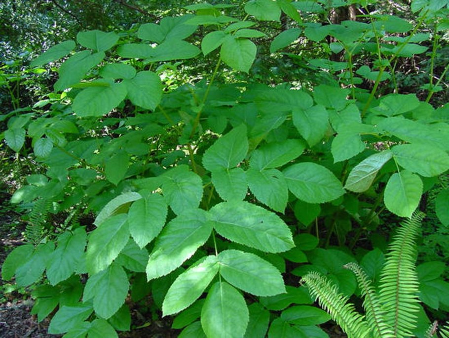 Плющ Пастухова Hedera pastuchowii