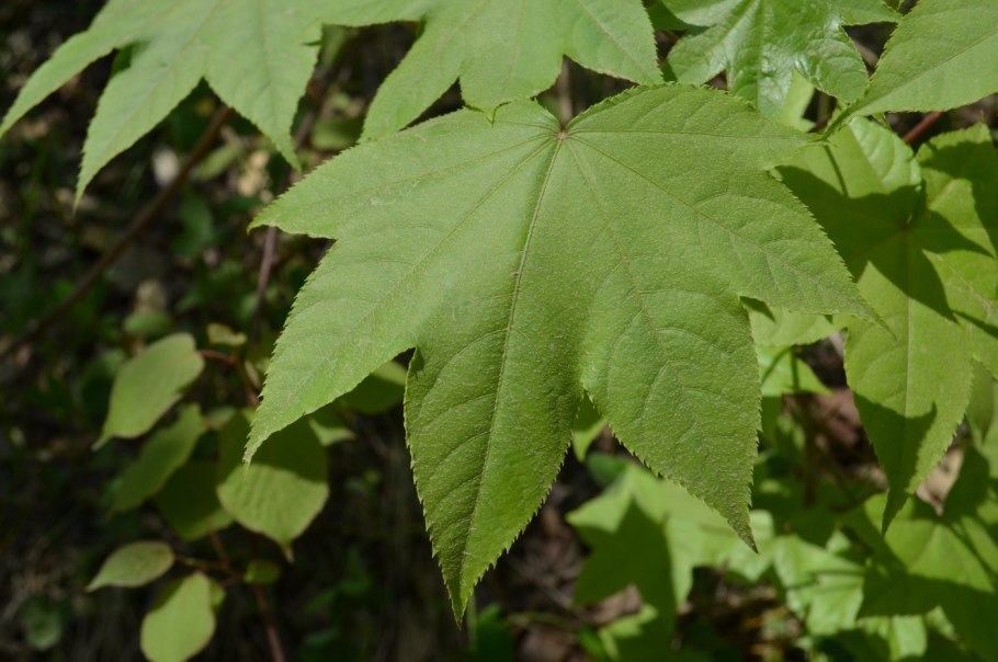 Элеутерококк колючий