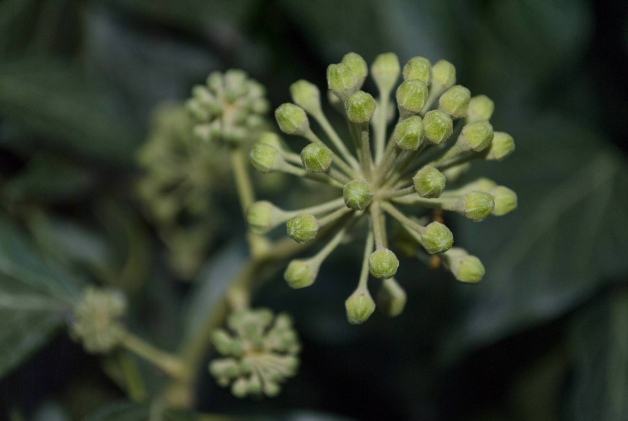 Аралиевые комнатные растения