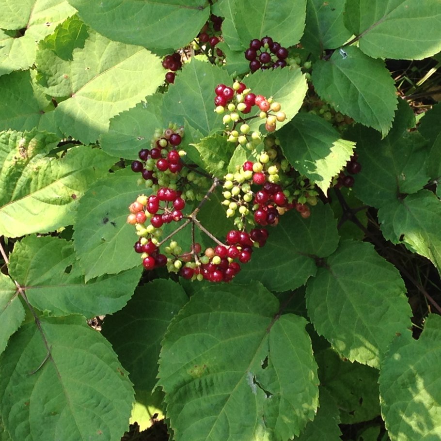 Аралия сердцевидная Шмидта