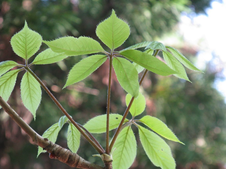 Аралиевые плющ