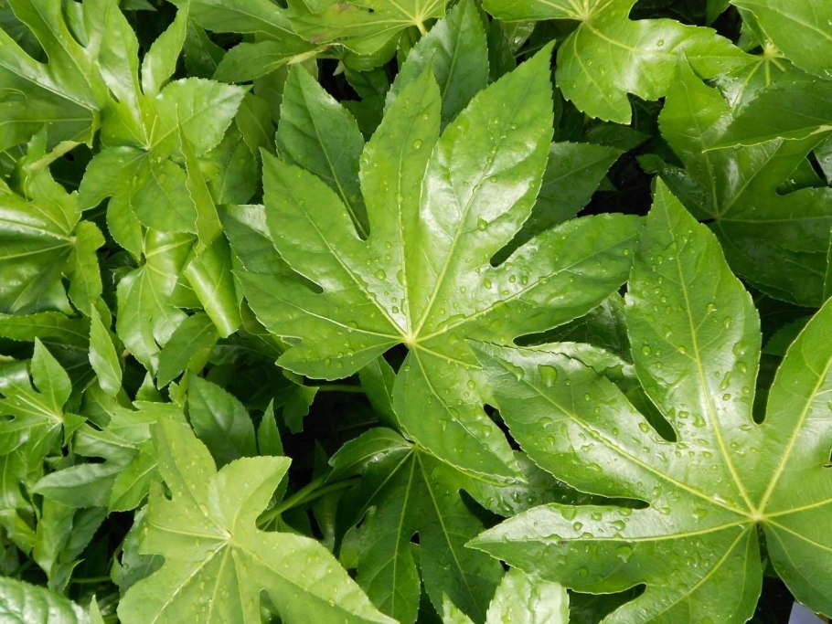 Элеутерококк Байкал