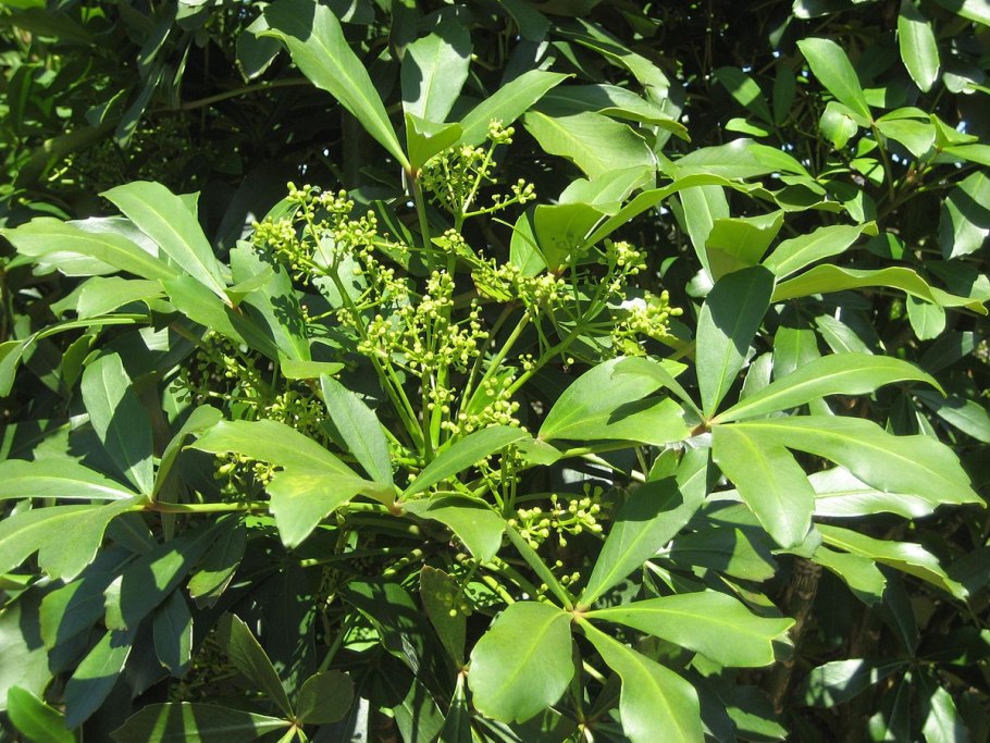 Aralia nudicaulis