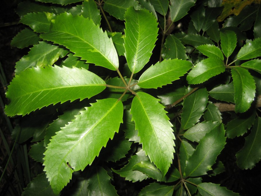 Шеффлера arboricola