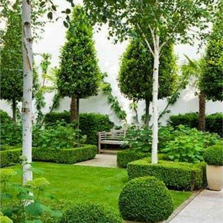 Самшит с плодовыми деревьями