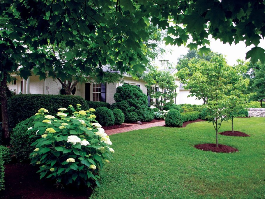 Газонный Солитер