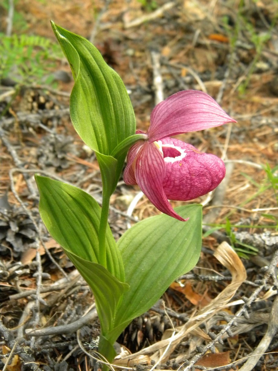 Венерин башмачок крупноцветковый Cypripedium macranthum