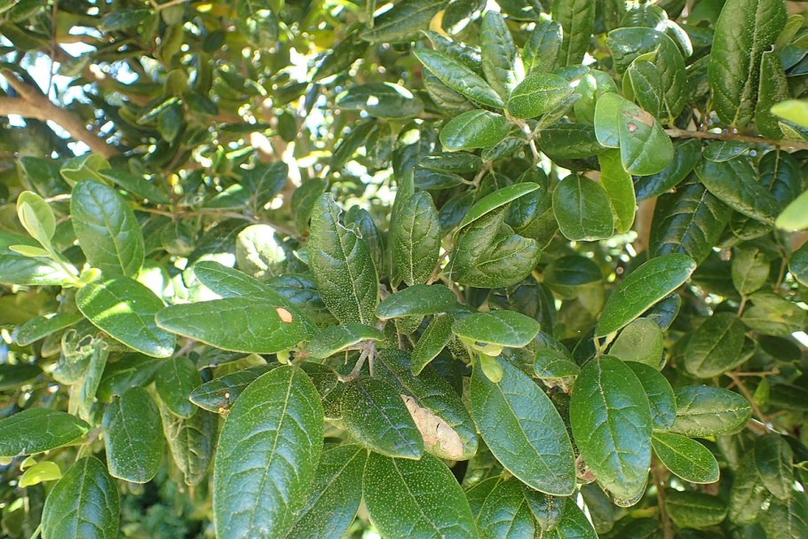 Больдо лекарственное растение