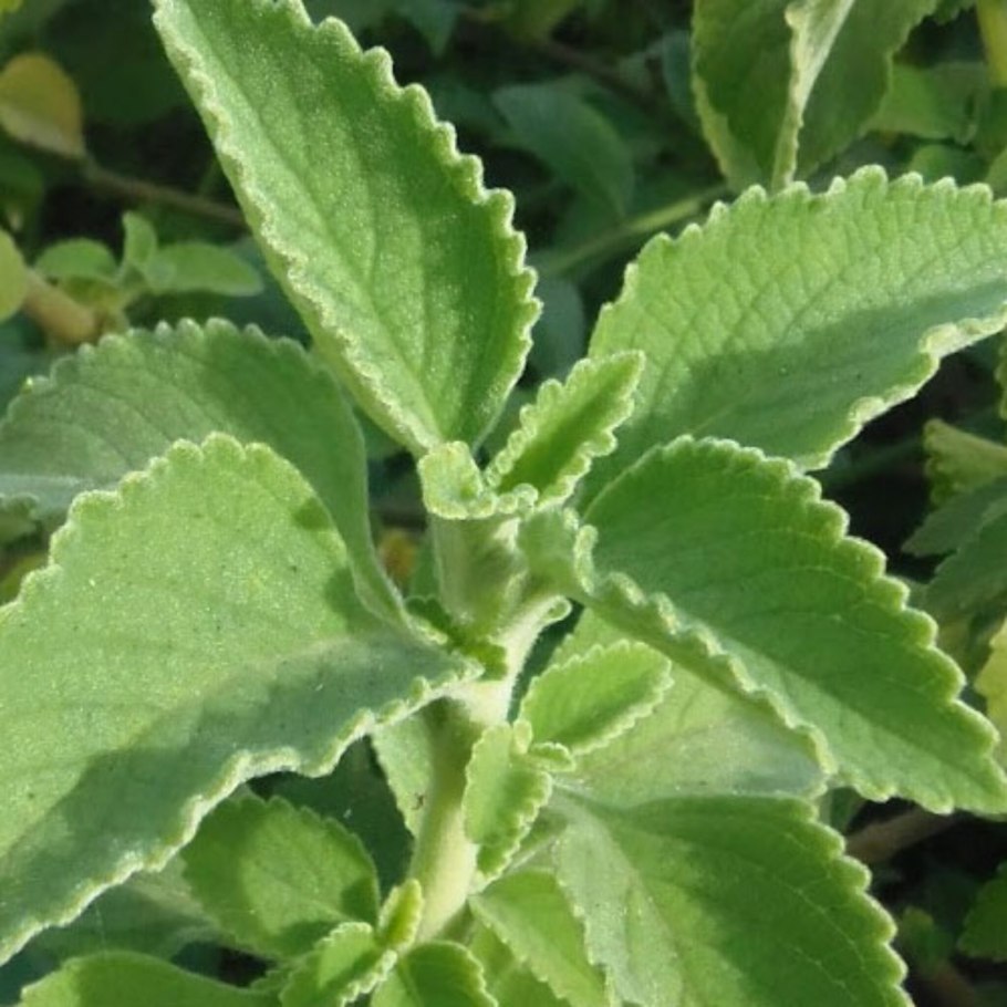 Приправа Больдо