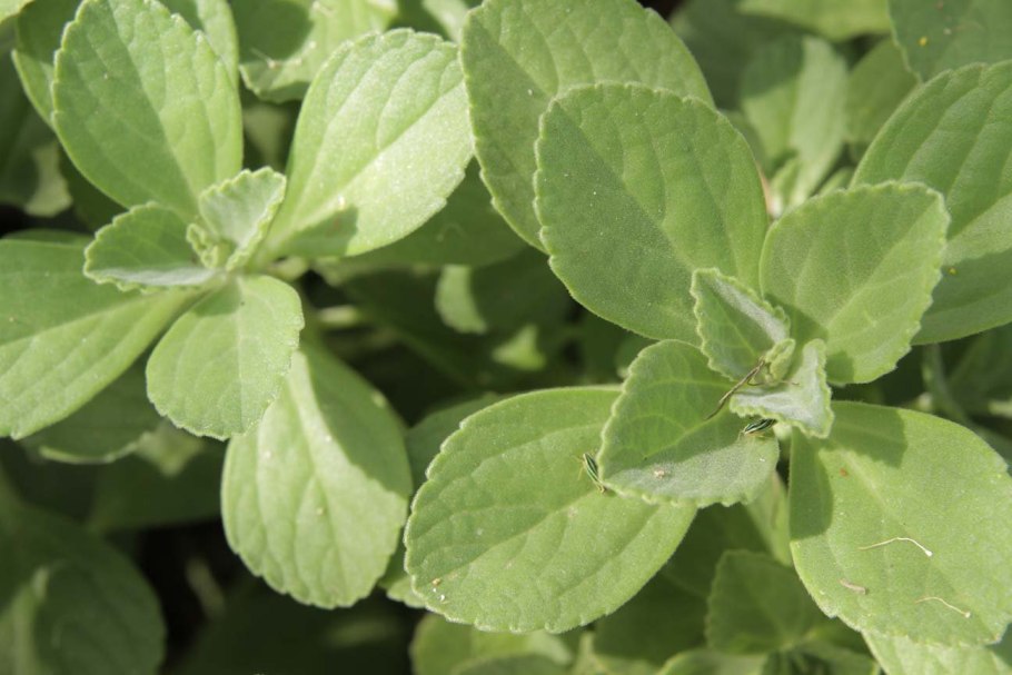 Экстракт Больдо