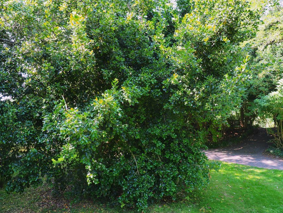 Квиллайя мыльная дерево