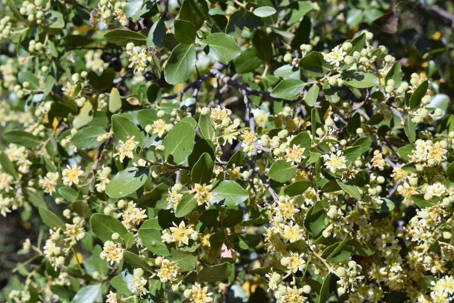 Листья Больдо