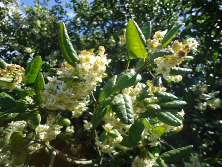 Трава Больдо