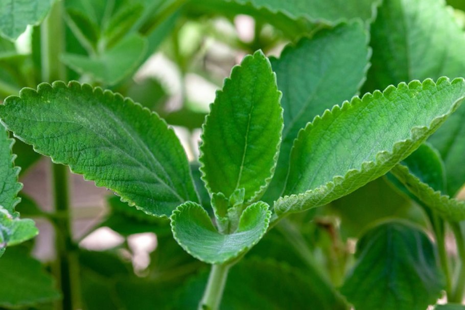 Трава Больдо