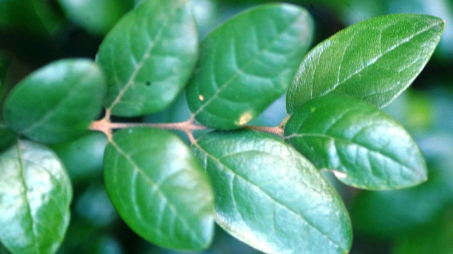 Трава Больдо