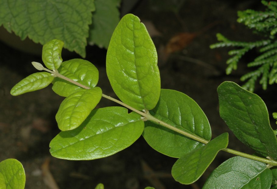 Картинка пеумус