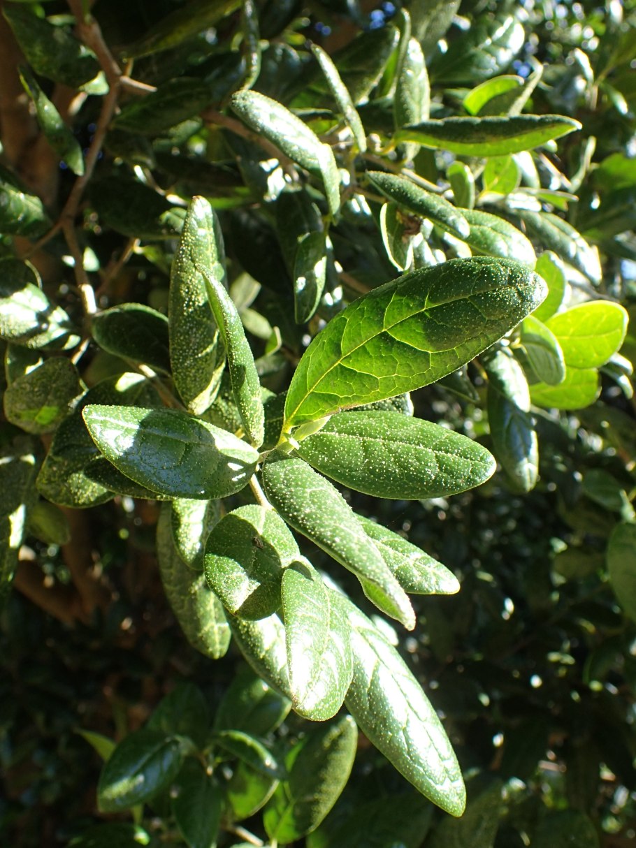 Дикий лимонник, Больдо, Peumus boldus