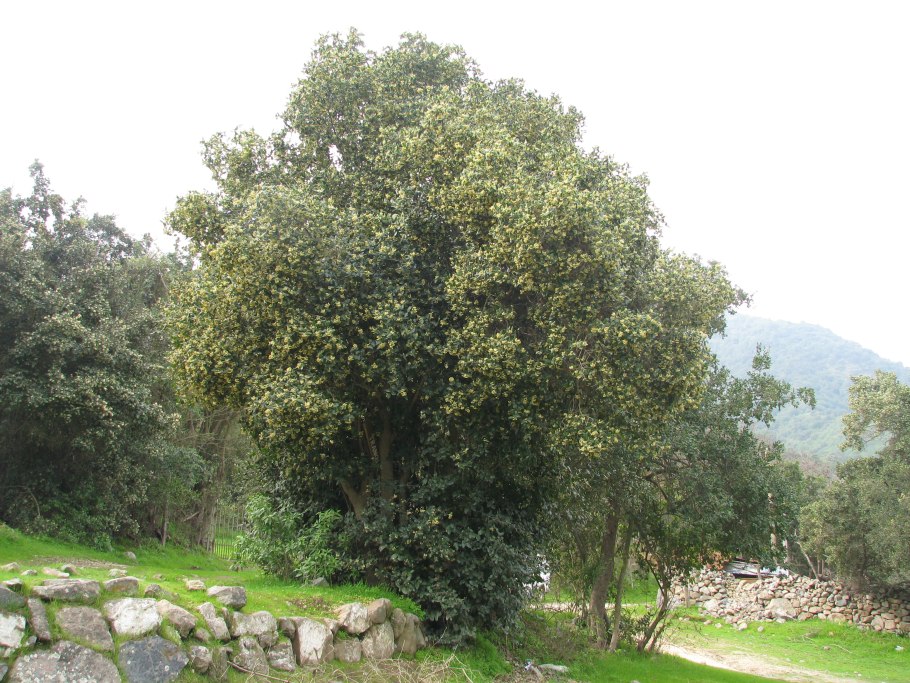 Тисана трава