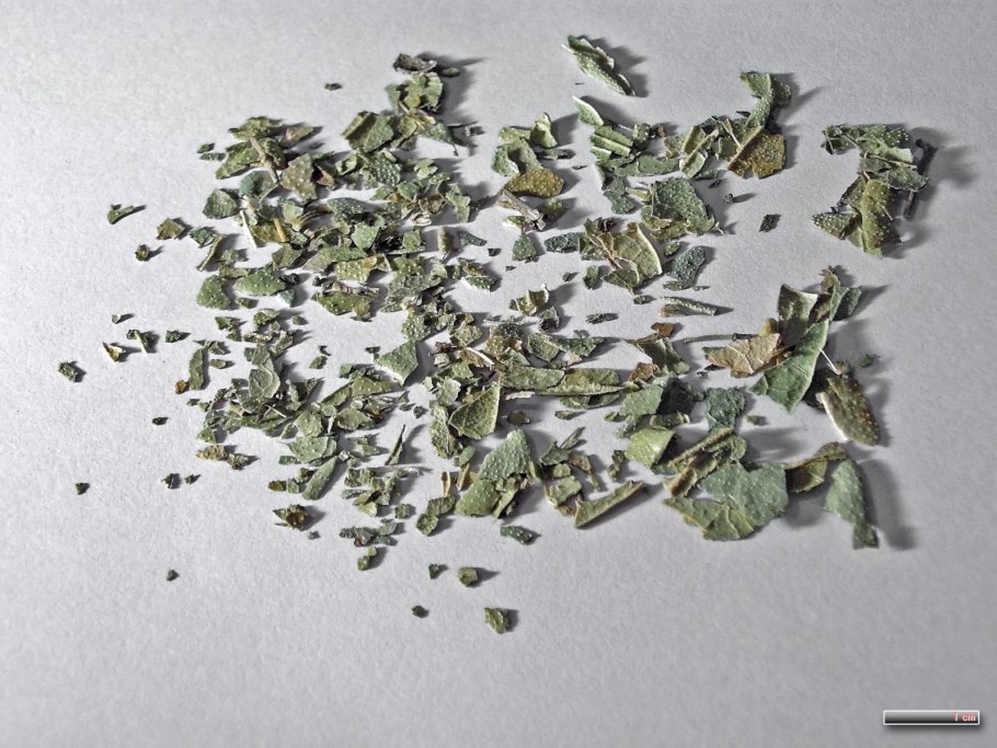 Рисунок пеумус Больдо