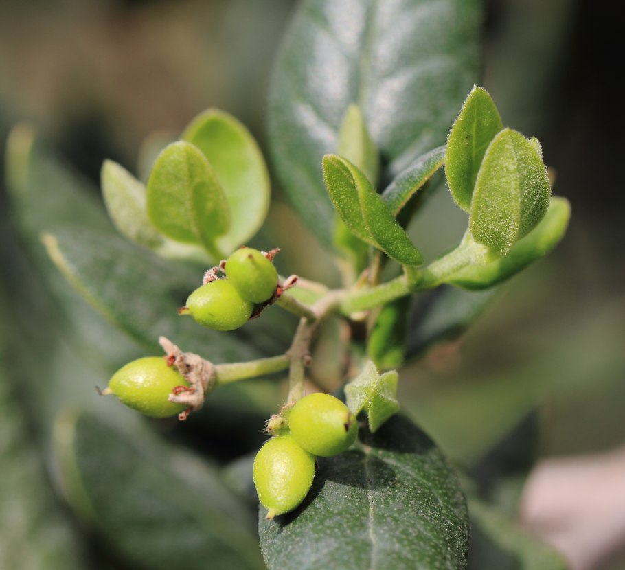 Пеумус Больдо