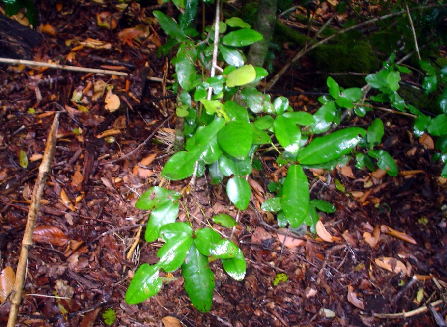 Пеумус Болдус