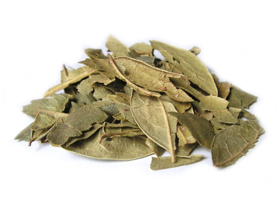 Больдо лекарственное растение