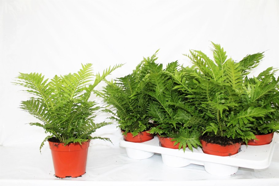 Нефролепис Блехнум