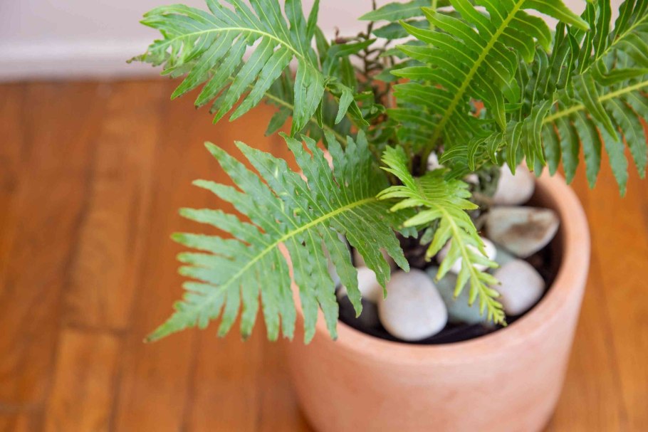 Блехнум Мура