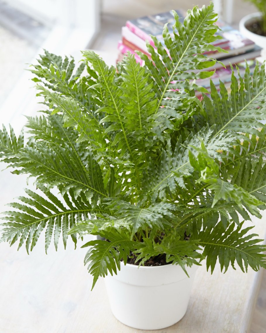 Блехнум папоротник