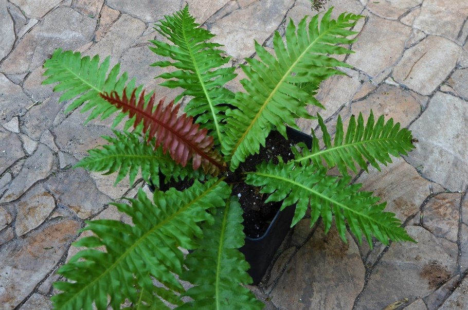 Папоротник Блехнум Гиббум