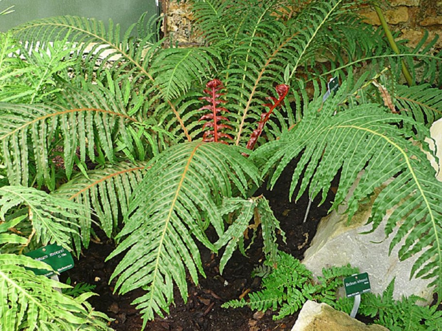 Папоротник комнатный Блехнум