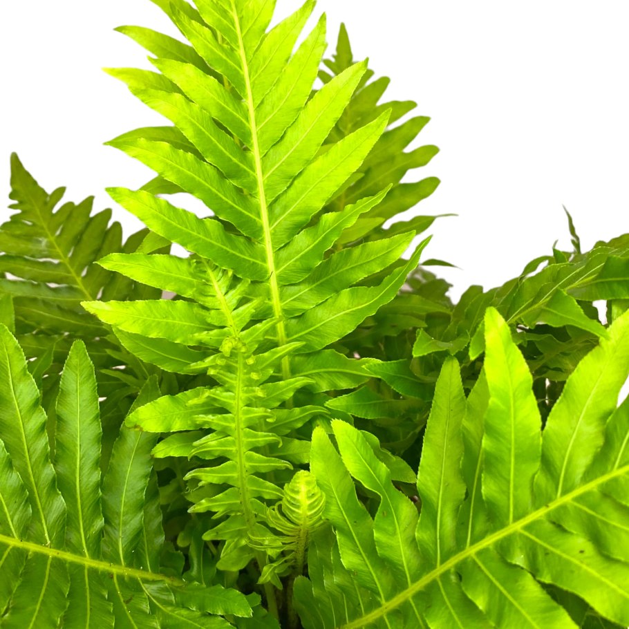 Папоротник Дербянка колосистая