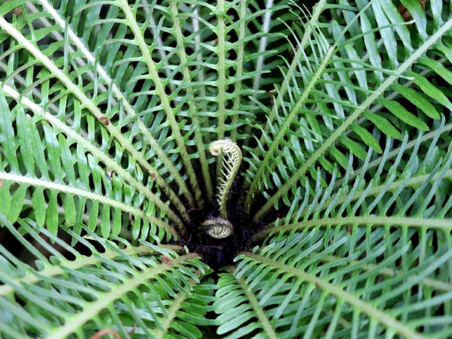 Блехнум папоротник