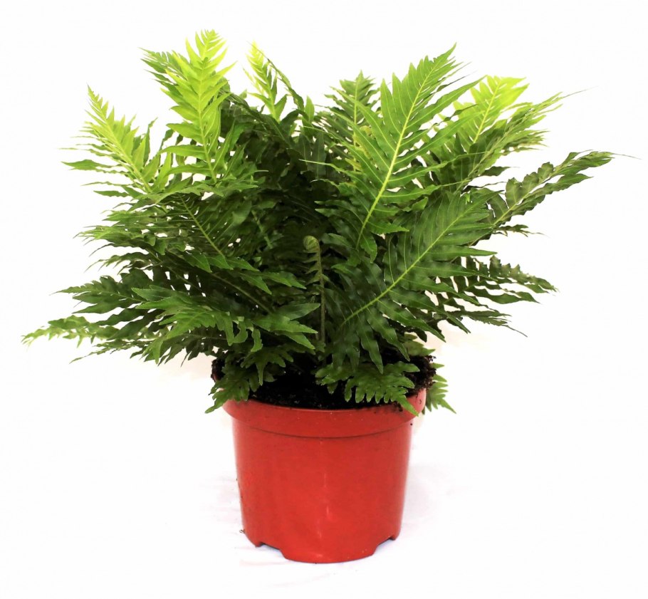 Блехнум в интерьере