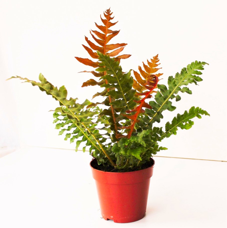 Блехнум папоротник